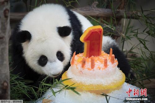中国侨网资料图：当地时间1月14日，马来西亚吉隆坡，旅居马来西亚大熊猫“兴兴”和“靓靓”的第二个宝宝迎来1岁生日，马来西亚国家动物园的工作人员为其准备了生日蛋糕庆生。