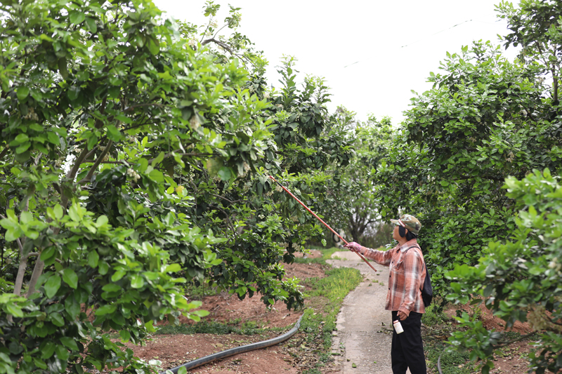 柚农进行人工授粉。