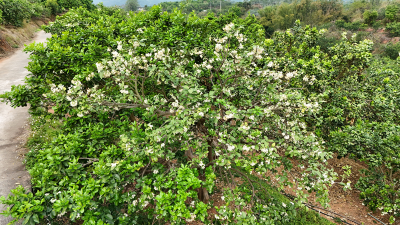 沙田柚柚花竞相盛开。