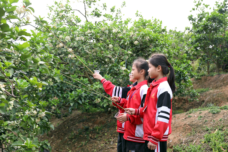 学生们进行人工授粉。