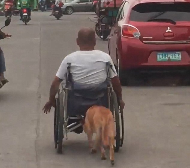 暖心！菲律宾一宠物狗帮助残疾主人推轮椅上街