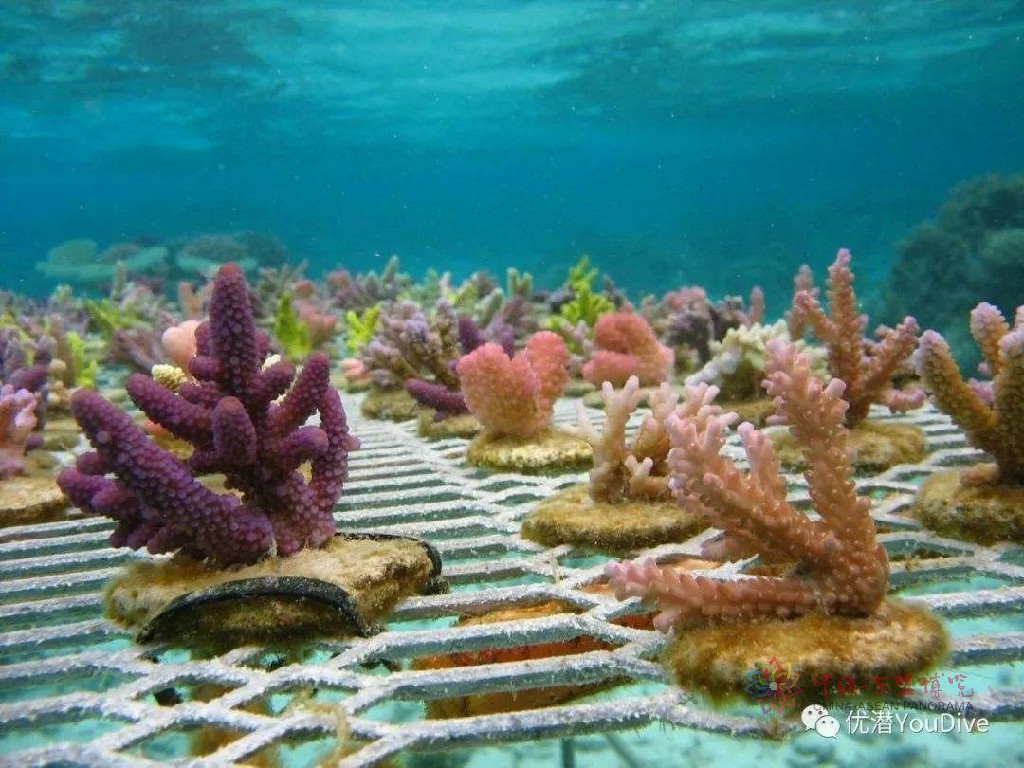 海底世界,珊瑚礁,4K壁纸-千叶网