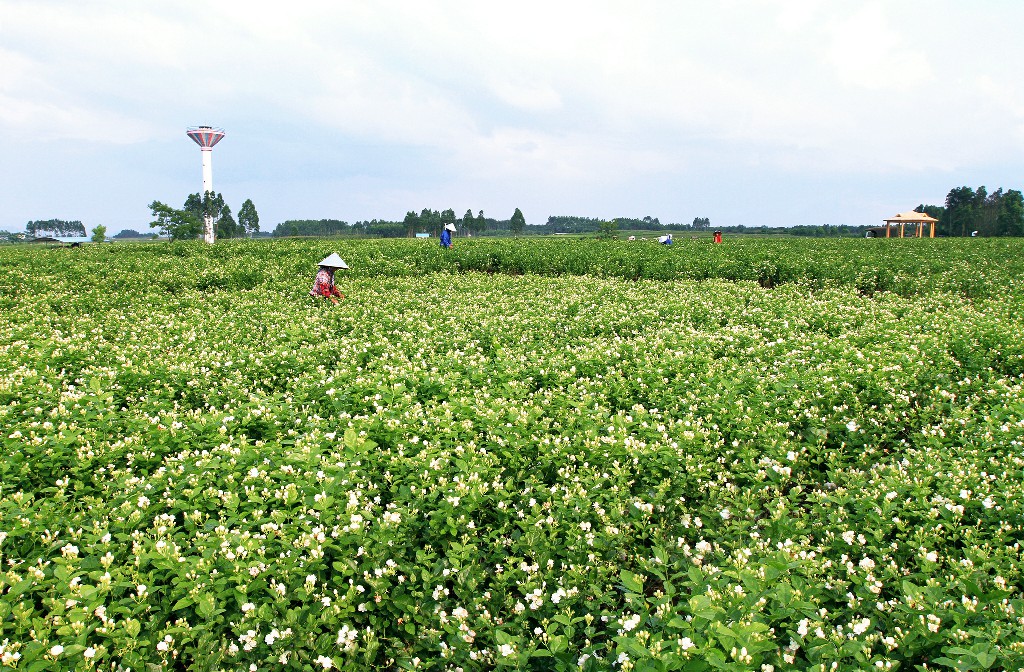 横县茉莉花田