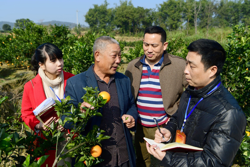 说明: 中国柑橘种植技术出海东南亚，助力东南亚国家减贫事业