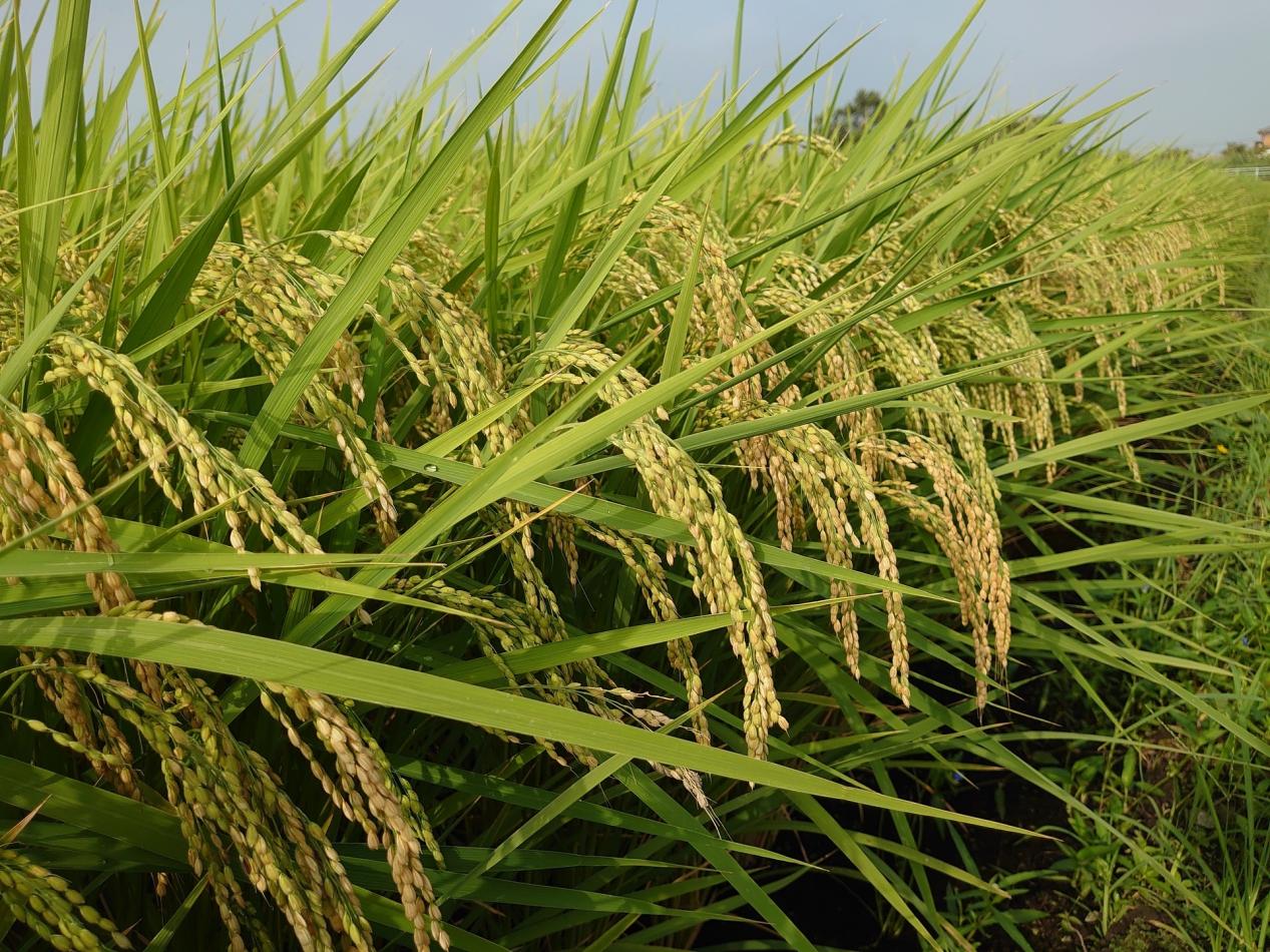 来自中国的“绿色超级稻”技术出海菲律宾，成功为菲律宾稻谷提质增产