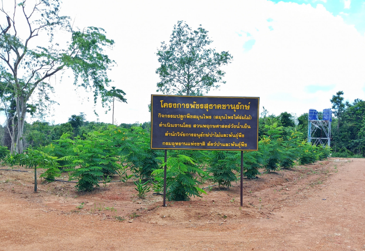 说明: 沙缴府班萨隆 巴伊拉苏达·加贾努拉克项目药用植物指定种植区（来源：班萨隆 加贾努拉克脸书账号）