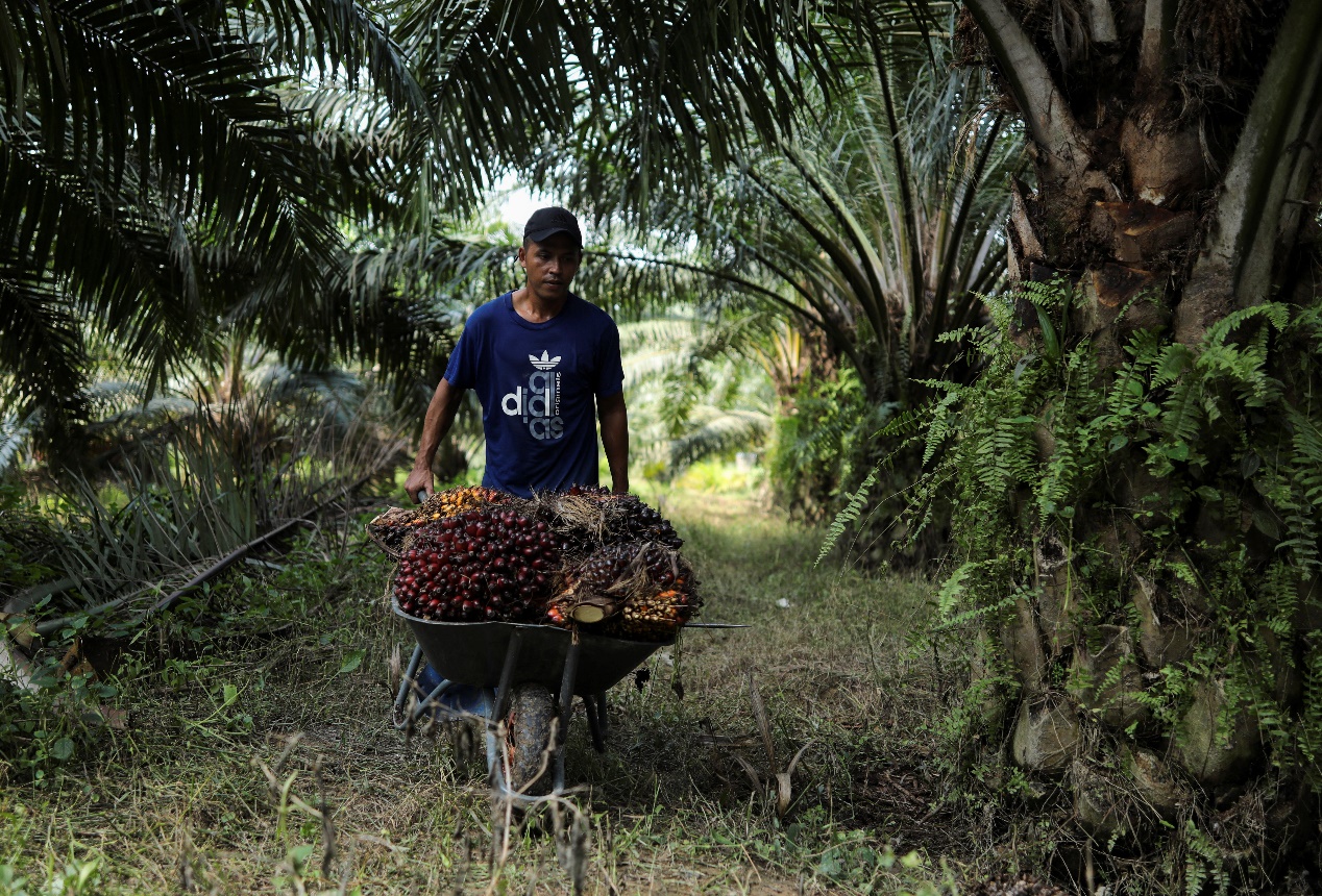 Amid migrant labour shortage lone farmers hurdle to harvest palm fruits in Malyasia